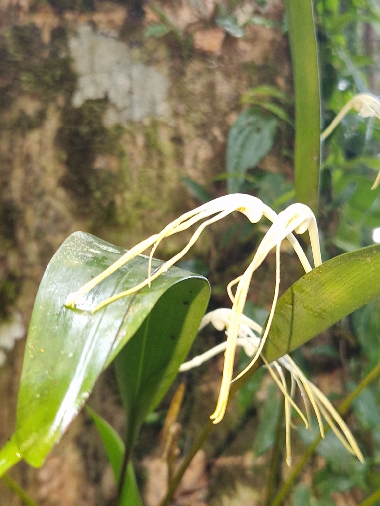 Dendrobium moiorum Saputra, Schuit., Wanma & Naive 2