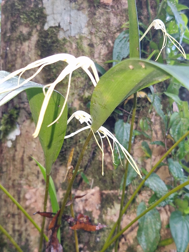 Dendrobium moiorum Saputra, Schuit., Wanma & Naive 3