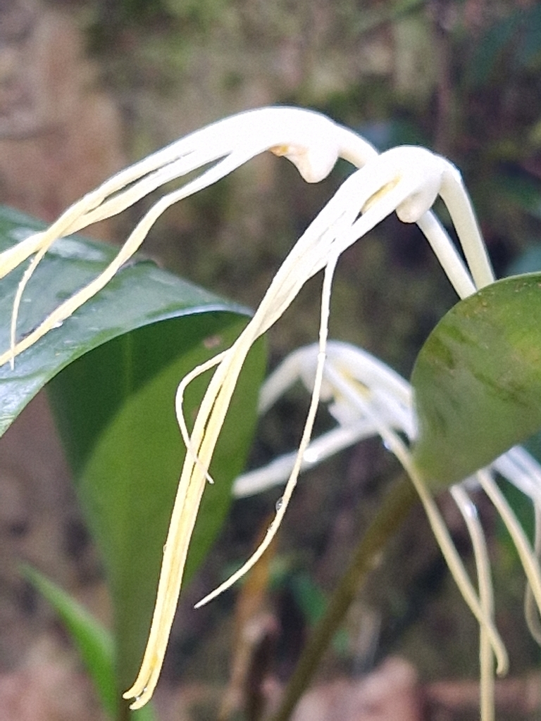 Dendrobium moiorum Saputra, Schuit., Wanma & Naive 4