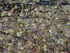 Amauria brandegeeana