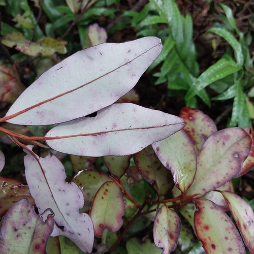 Horopita (Pseudowintera colorata)