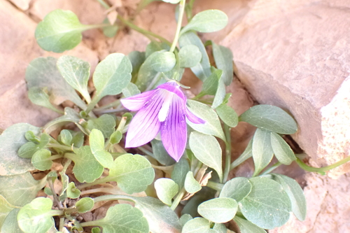 Campanula mairei