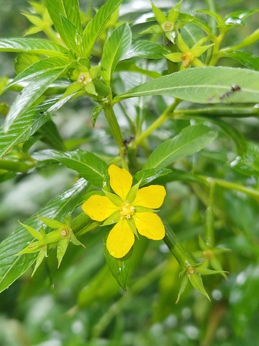 Ludwigia hyssopifolia iNat (3)