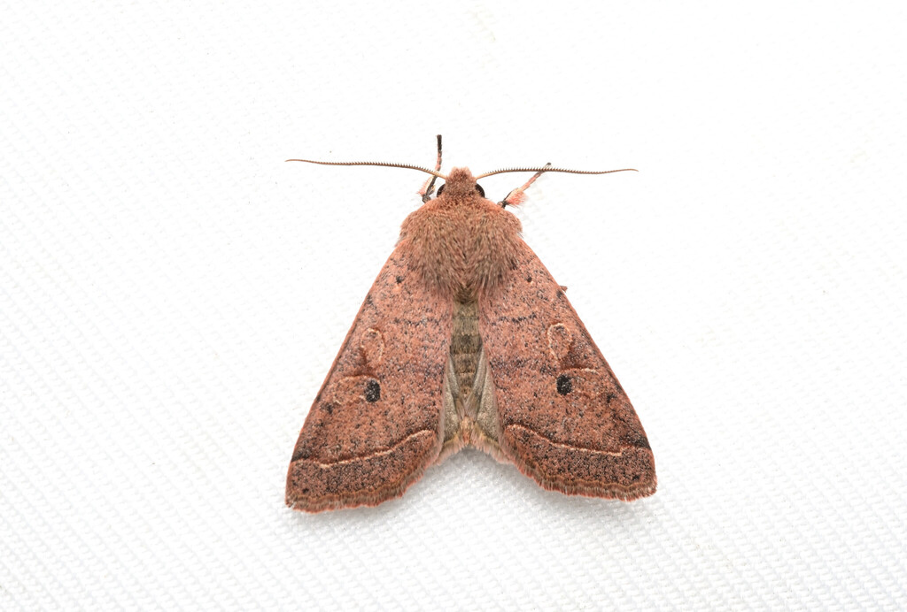 Orthosia alishana