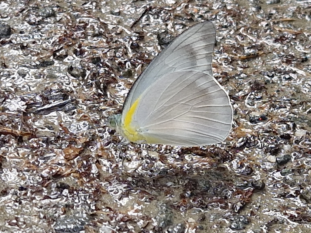 Common Migrant (Appias celestina)