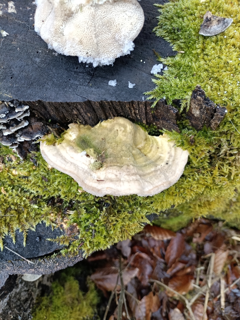 Trametes gibbosa · February 2026 · photo: © davecattleman (iNaturalist, cc-by)