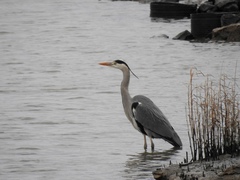Ardea cinerea