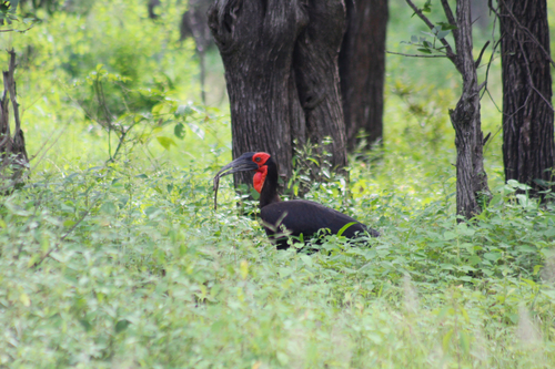 Southern Ground Hornbill