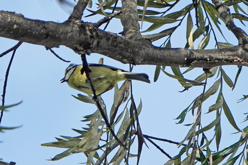 African Blue Tit (Cyanistes teneriffae), photo 5