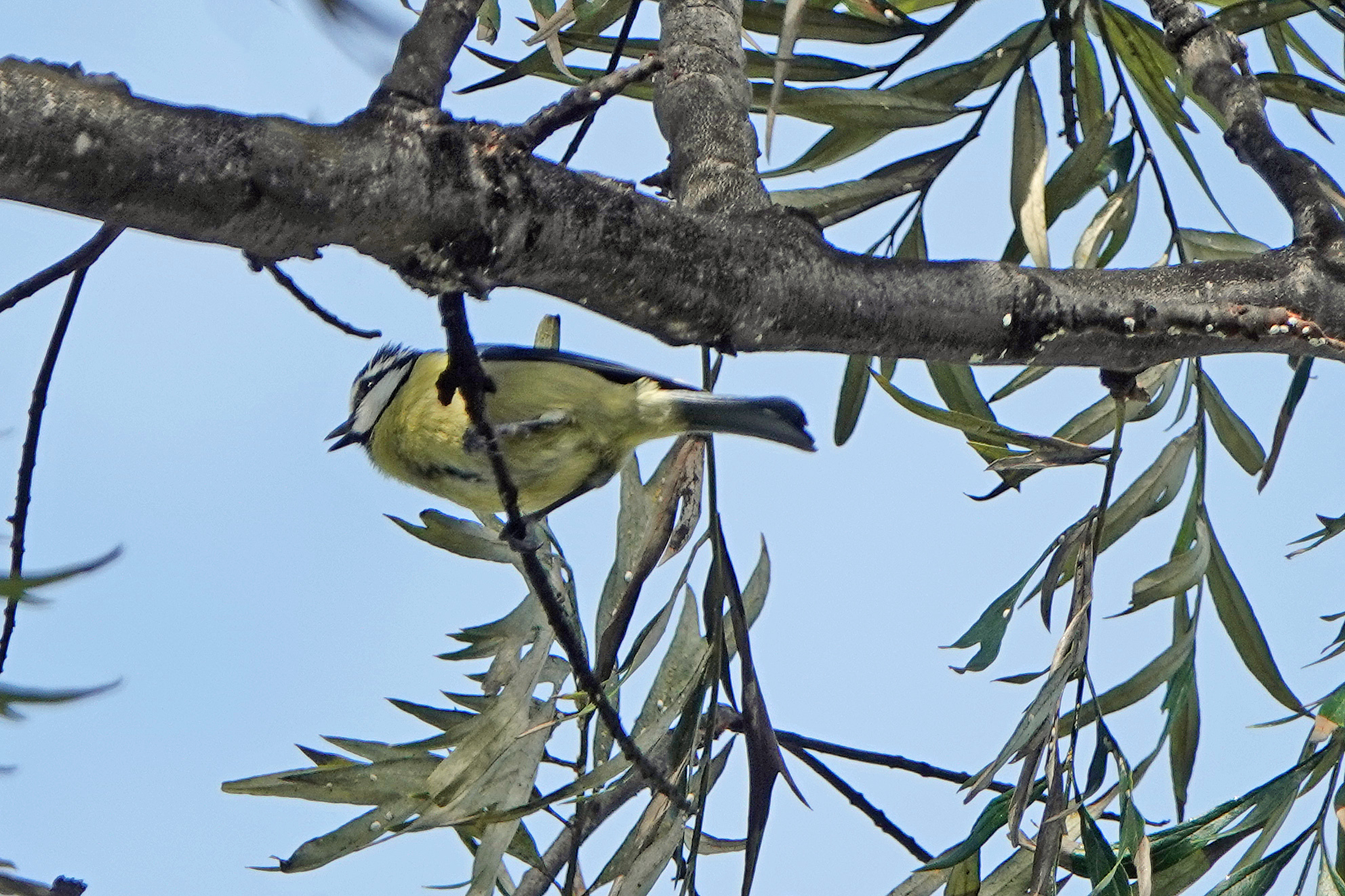 African Blue Tit (Cyanistes teneriffae), photo 5