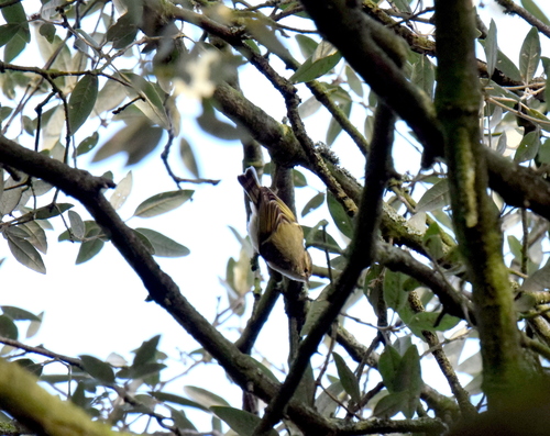 Hume's Leaf Warbler (Phylloscopus humei), photo 2