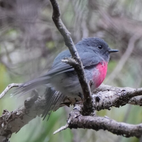 Rose Robin (Petroica rosea), photo 1