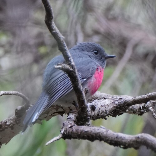 Rose Robin (Petroica rosea), photo 2