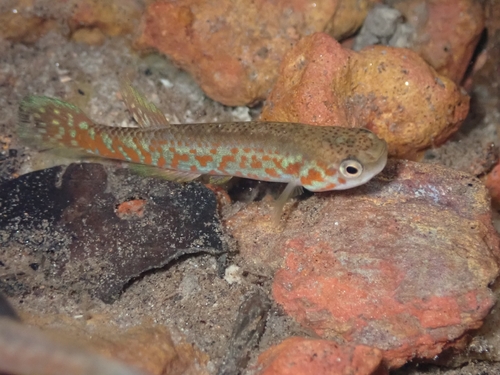 Geay's rivulus (Laimosemion geayi) — Rivulidae
