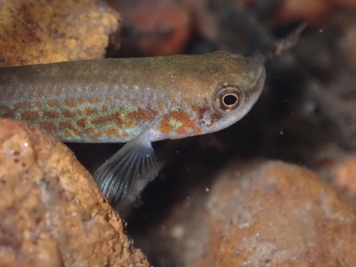 Geay's rivulus (Laimosemion geayi) — Rivulidae — 3