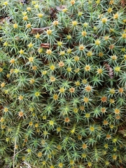 Polytrichadelphus magellanicus