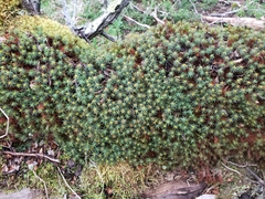 Polytrichadelphus magellanicus