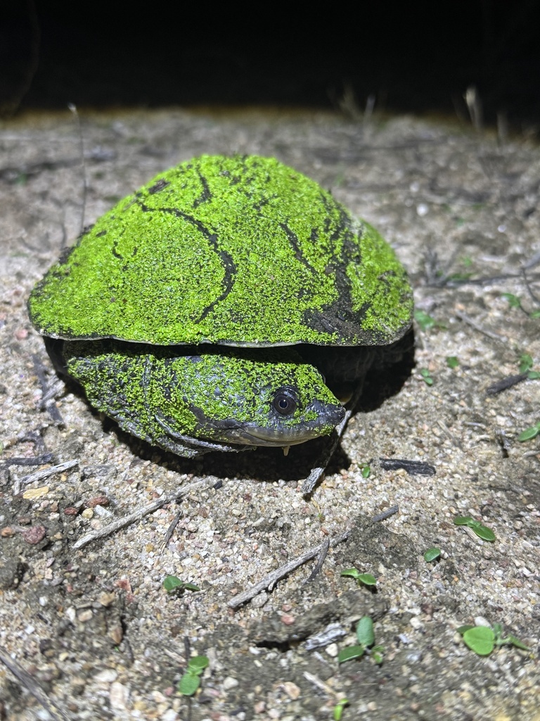 Toad With Turtle Shell Tuberculate Toad-headed Turtle from Damião, PB, BR on February 12, 2026 ...