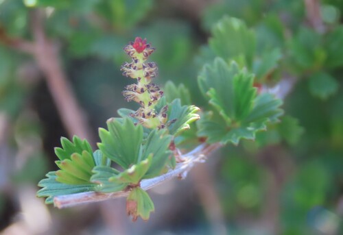 Resurrection Plant (Myrothamnus flabellifolius)