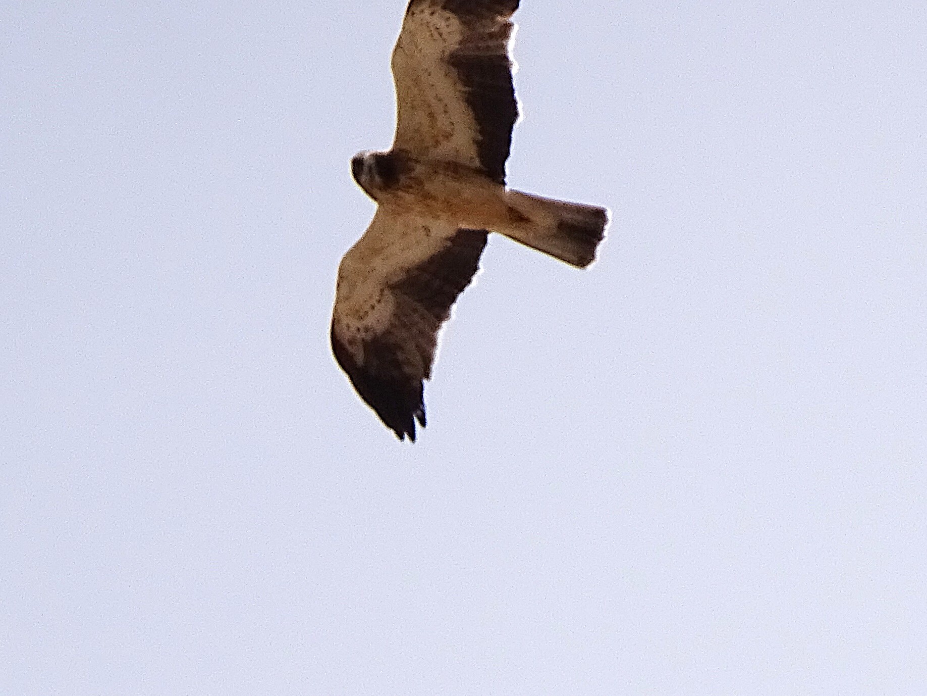 Águila calzada