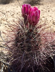 Sclerocactus polyancistrus