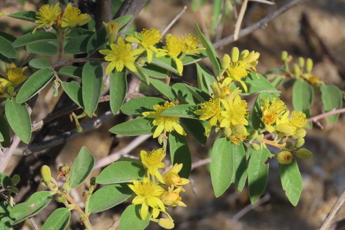 Twotone Raisin (Grewia bicolor)