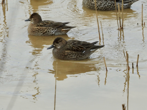 Baikal Teal (Sibirionetta formosa), photo 5