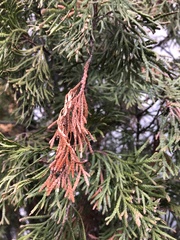 Pestalotiopsis funerea