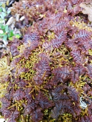 Gackstroemia magellanica