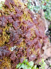 Gackstroemia magellanica