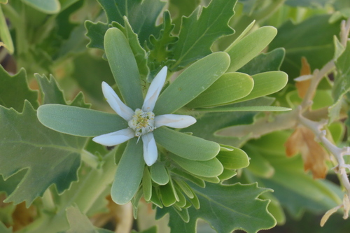 Sandpaper bush (Kissenia capensis)