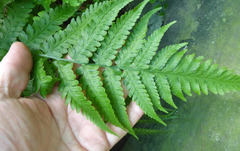 Deparia petersenii petersenii