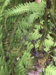 Araneae