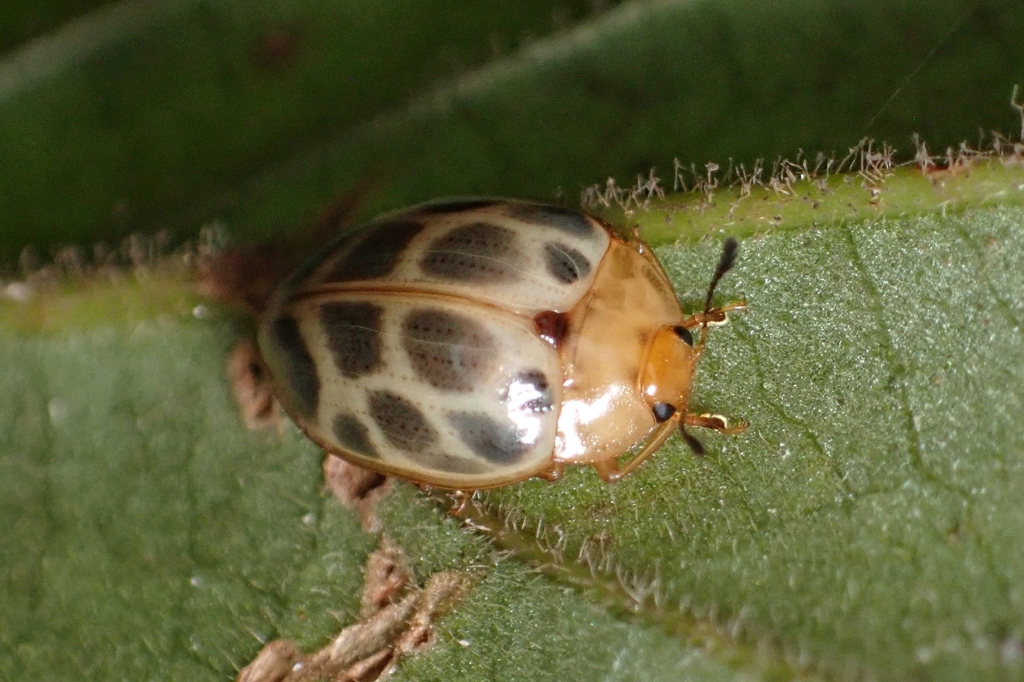 Neopriotelus minor