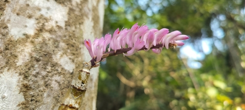 Toothbrush orchid (Dendrobium secundum)