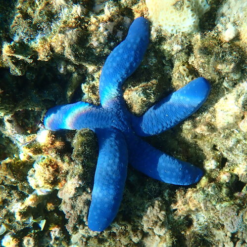 Blue Starfish