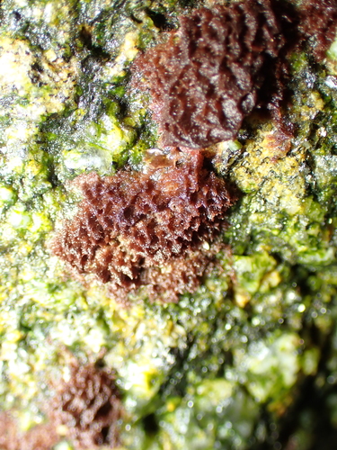Rhodochorton purpureum observed 2026-01-31