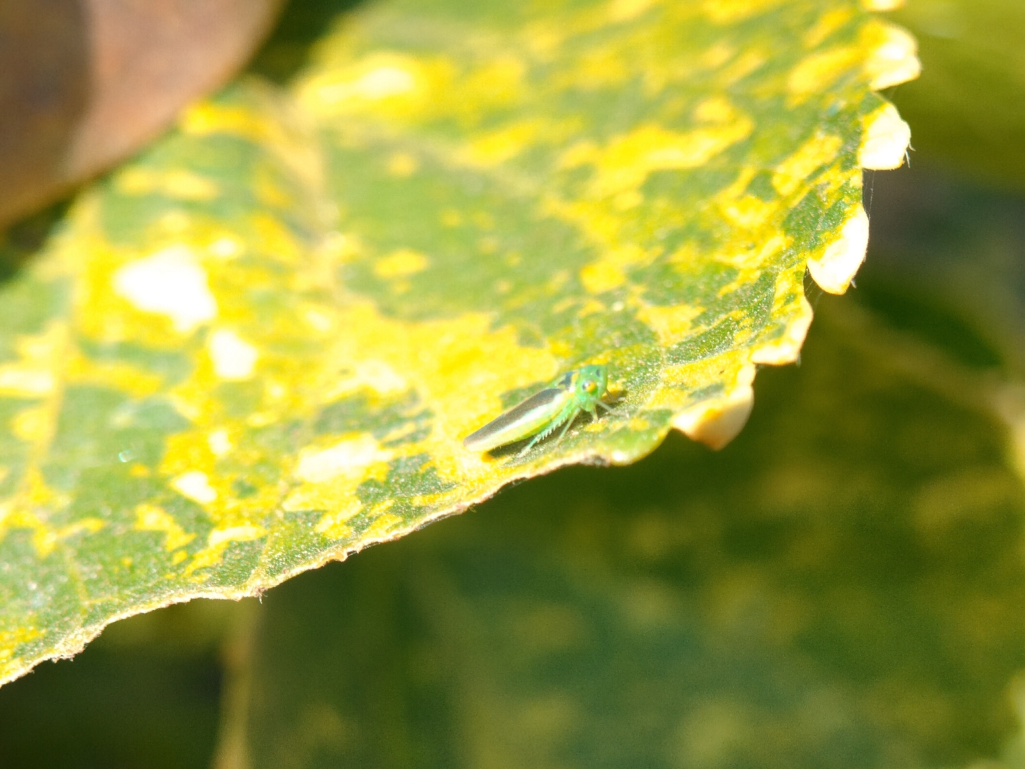 Kolla paulula | Insect Vectors of Plant Disease