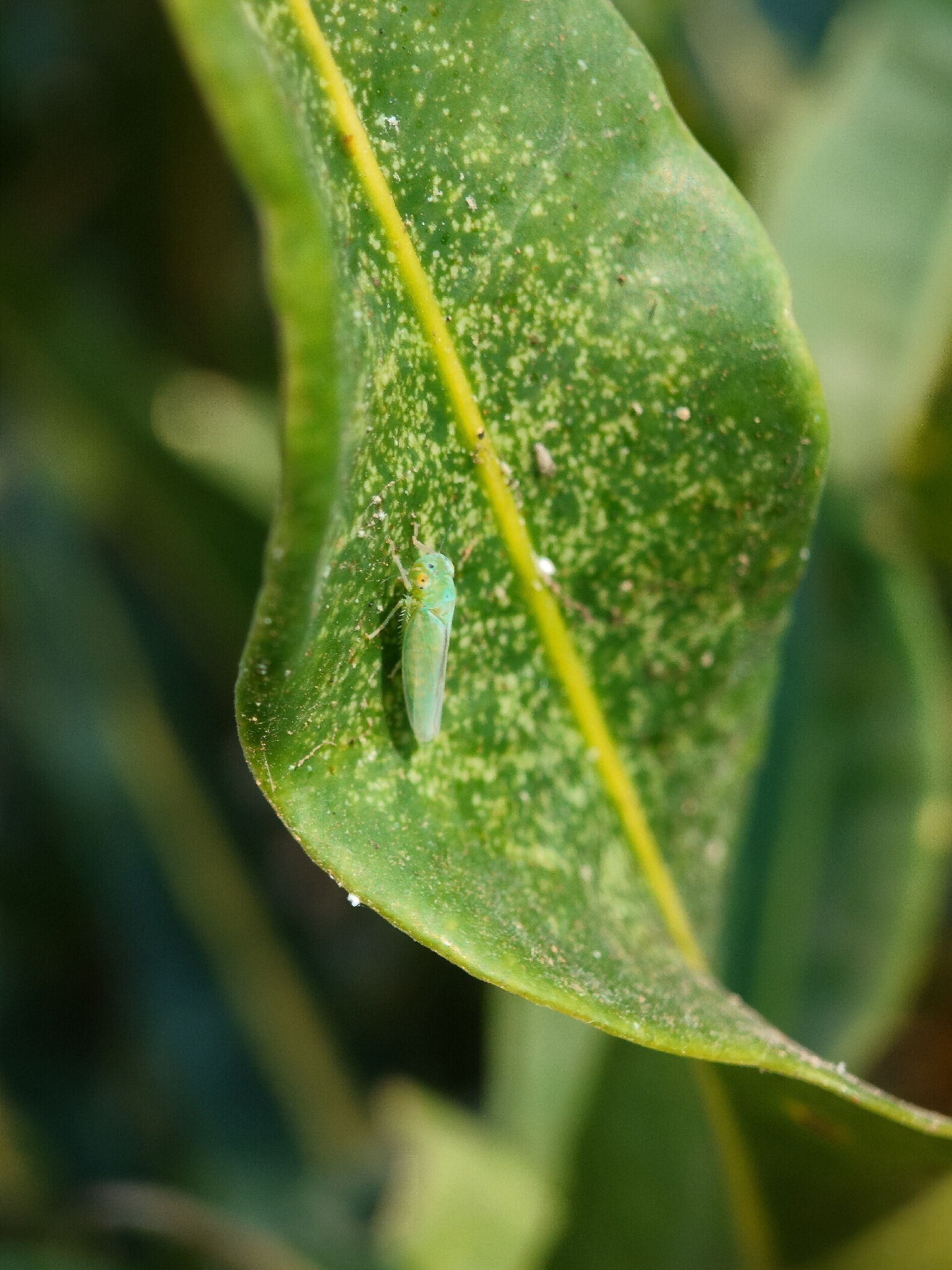 Kolla paulula | Insect Vectors of Plant Disease