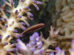 Creamback Dwarfgoby photo 4