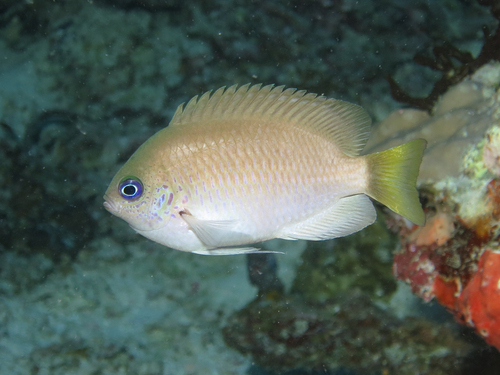Reid's damsel (Pomacentrus reidi) — Pomacentridae — 3