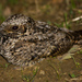 Common Poorwill - Photo (c) Ken-ichi Ueda, some rights reserved (CC BY)
