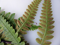 Deparia petersenii petersenii