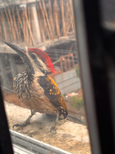 Black-rumped Flameback
