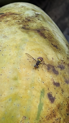 Oriental Fruit Fly