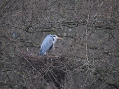 Ardea cinerea
