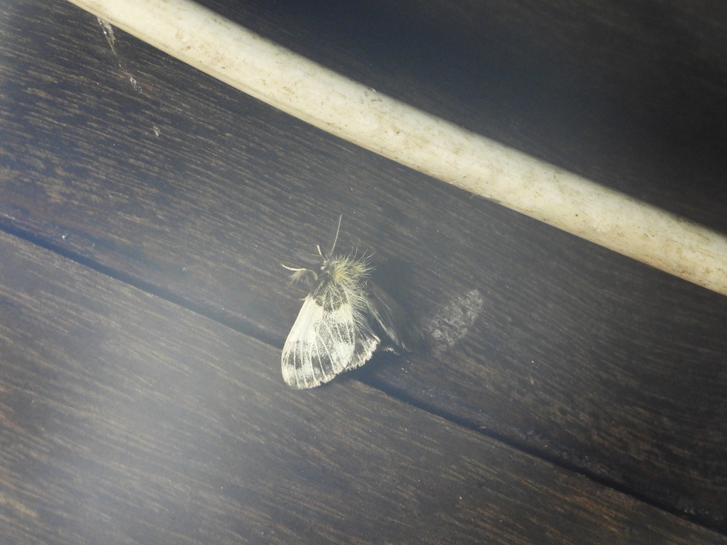 Euproctis seminigra (Euproctis seminigra)