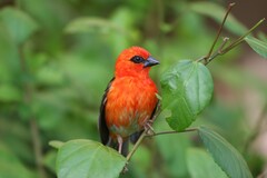 Red Fody photo 4
