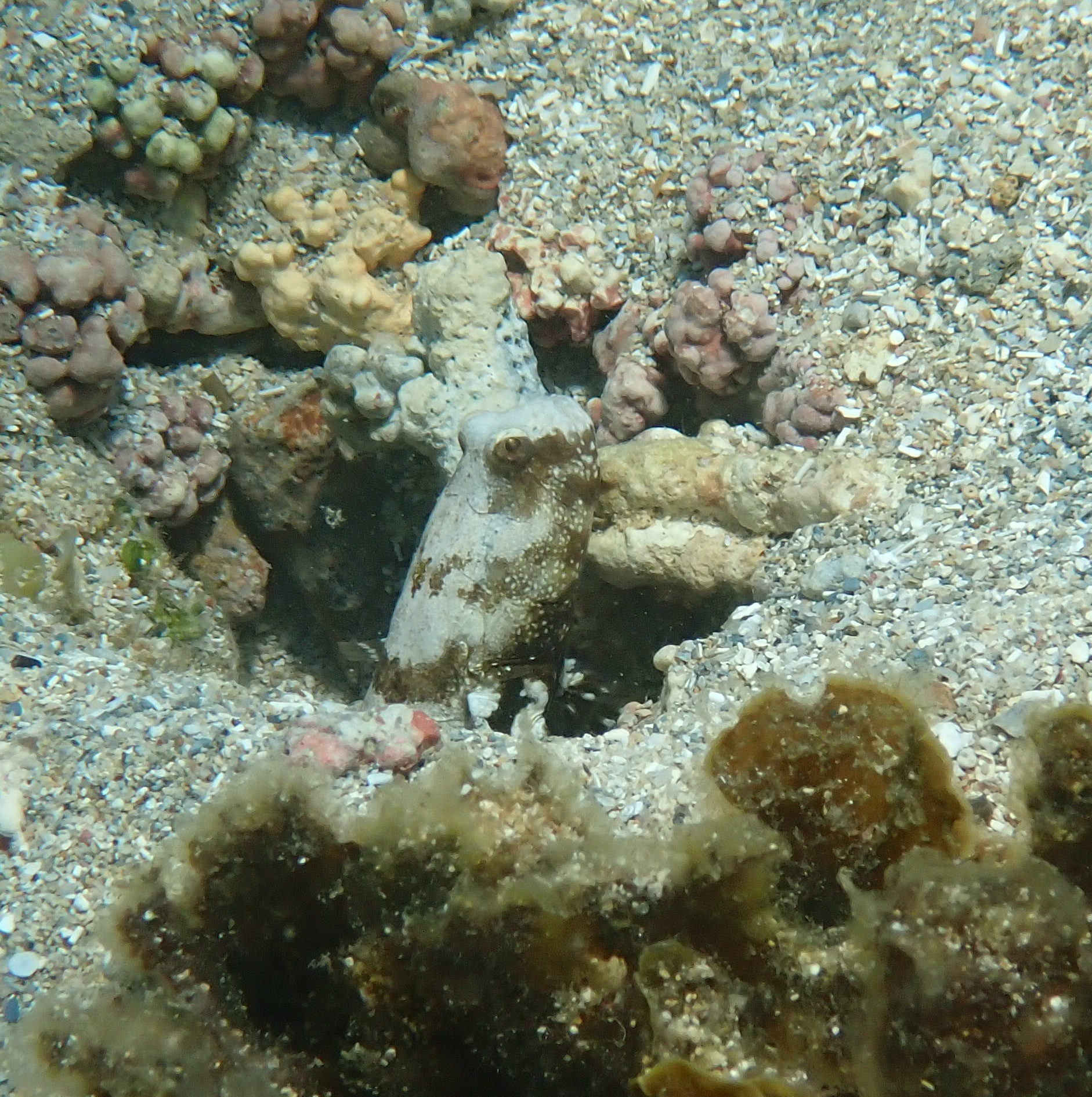 Saddled Prawn-Goby photo 8