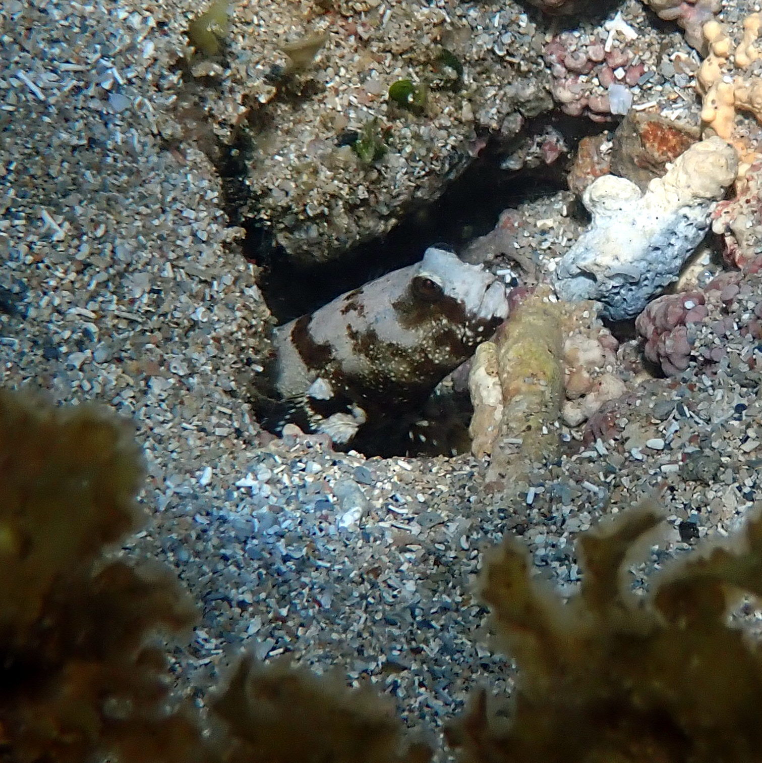 Saddled Prawn-Goby photo 7